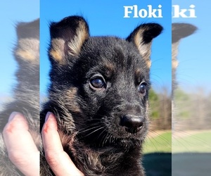 German Shepherd Dog Puppy for sale in DURANTS NECK, NC, USA
