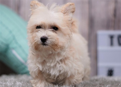 Medium Photo #5 Mutt Puppy For Sale in FULLERTON, CA, USA