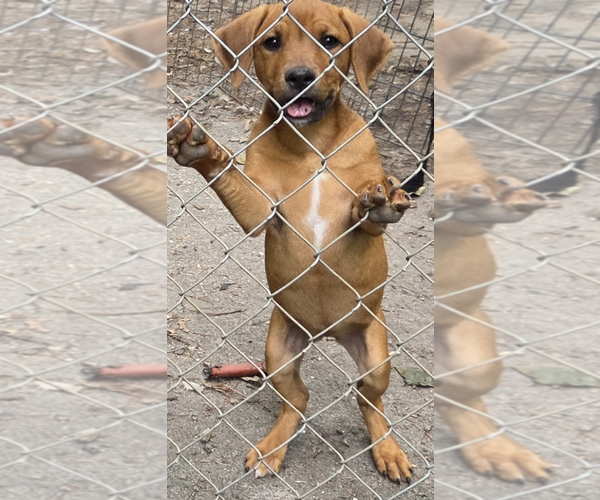 Medium Photo #3 Labrador Retriever-Unknown Mix Puppy For Sale in Decatur, GA, USA