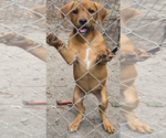 Small #2 Labrador Retriever Mix