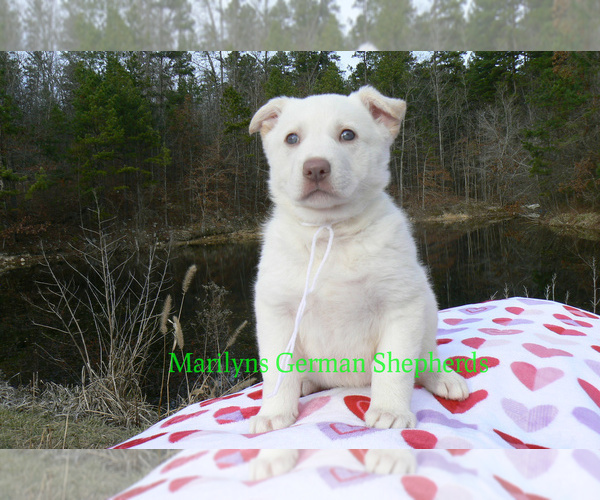 Medium Photo #3 German Shepherd Dog Puppy For Sale in PIEDMONT, MO, USA