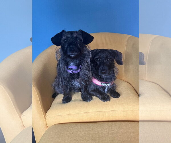 Medium Photo #8 Dachshund-Unknown Mix Puppy For Sale in Tenafly, NJ, USA