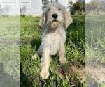 Small Photo #2 Labradoodle Puppy For Sale in HERALD, CA, USA