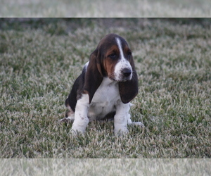 Basset Hound Puppy for sale in MEMPHIS, MO, USA