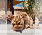 Small #3 French Bulldog
