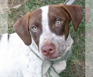 Lasagna - Male Dachshund-Pointer Mix Dog for Adoption - Photo #8