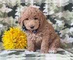 Small Photo #14 Labradoodle Puppy For Sale in LAKELAND, FL, USA