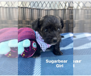 Poodle (Toy)-Yorkshire Terrier Mix Puppy for sale in NEW CASTLE, PA, USA