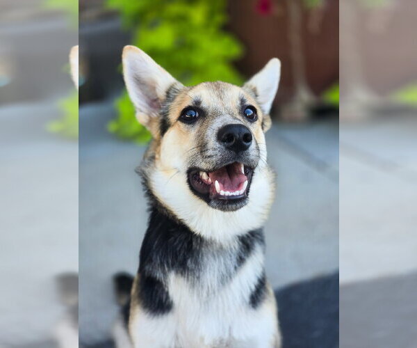 Medium Photo #4 German Shepherd Dog-Unknown Mix Puppy For Sale in Sandy, UT, USA