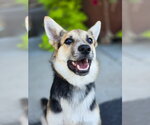 Small Photo #4 German Shepherd Dog-Unknown Mix Puppy For Sale in Sandy, UT, USA