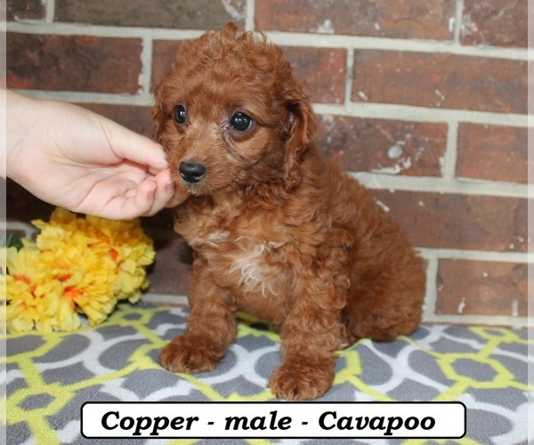Medium Photo #3 Cavapoo (Miniature) Puppy For Sale in CLARKRANGE, TN, USA