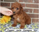 Copper - Male Cavapoo (Miniature) Puppy for Sale - Photo #3