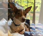 Small #2 Chiweenie