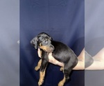 Puppy 5 Doberman Pinscher
