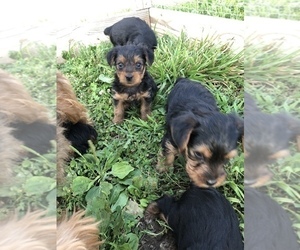 Yorkshire Terrier Puppy for sale in LENTNER, MO, USA