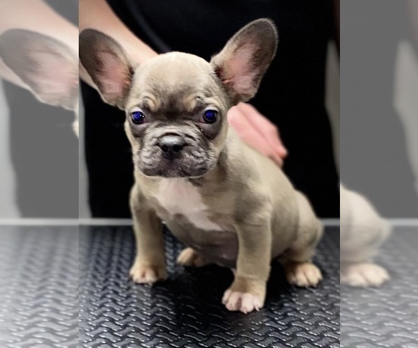 Medium Photo #2 French Bulldog Puppy For Sale in HOUSTON, TX, USA