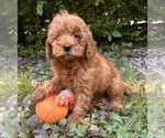 Small #2 Goldendoodle (Miniature)