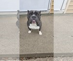 Small #8 Bulldog Mix