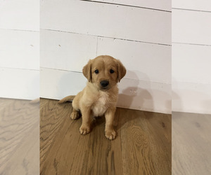 Double Doodle Puppy for sale in COLUMBIA, TN, USA