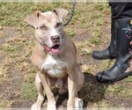 Small #3 American Pit Bull Terrier Mix