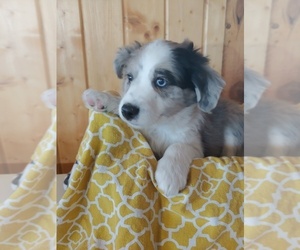 Aussiedoodle Miniature Puppy for sale in CANON CITY, CO, USA