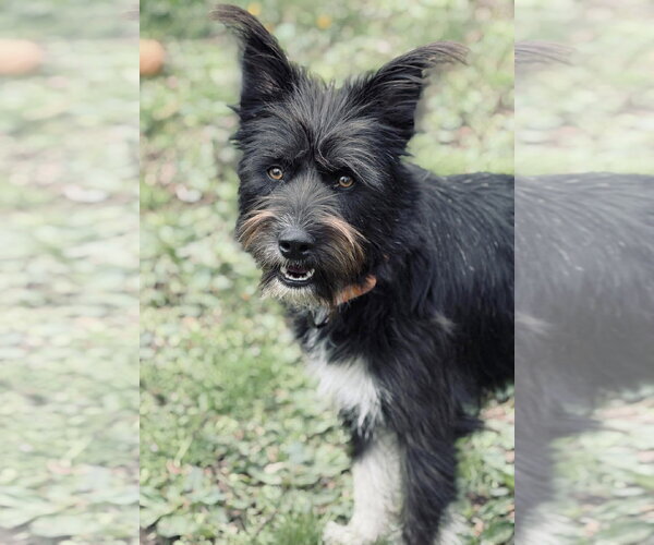 Medium Photo #2 Mutt Puppy For Sale in Boonton, NJ, USA