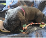 Small Photo #27 Cane Corso Puppy For Sale in HENRY, VA, USA