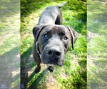 Small #8 Labrador Retriever Mix