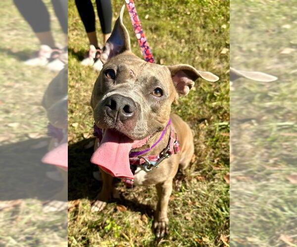 Medium Photo #7 American Staffordshire Terrier Puppy For Sale in Lawrenceville, NJ, USA