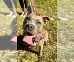 Small #6 American Staffordshire Terrier
