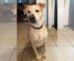 Small #1 Labrador Retriever Mix