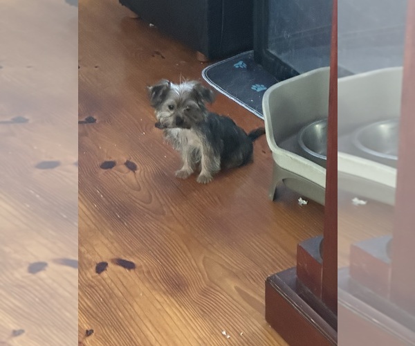 Medium Photo #2 Yorkshire Terrier Puppy For Sale in ELLENVILLE, NY, USA