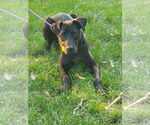 Small #1 Labrador Retriever Mix