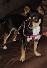 Chihuahua Dogs for adoption in OSHKOSH, WI, USA