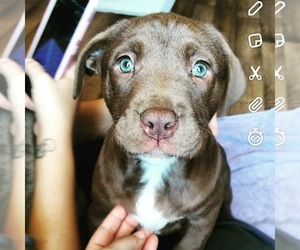 Labrador Retriever-Unknown Mix Puppy for sale in COLTON, CA, USA