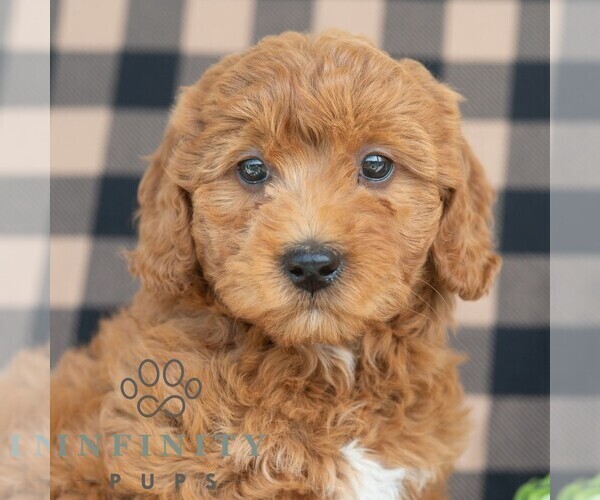 Medium Photo #4 Goldendoodle (Miniature) Puppy For Sale in DORNSIFE, PA, USA