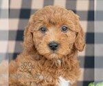 Small #3 Goldendoodle (Miniature)
