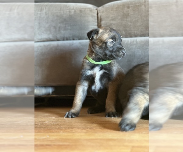 Medium Photo #8 Belgian Malinois Puppy For Sale in CARROLLTON, GA, USA