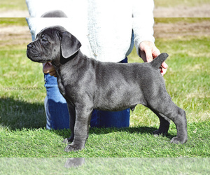 Cane Corso Puppy for Sale in CHISAGO CITY, Minnesota USA