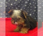 Puppy Amy Yorkshire Terrier