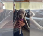 Small Photo #4 Labrador Retriever Puppy For Sale in HILLSBORO, IL, USA
