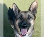 Small #5 German Shepherd Dog