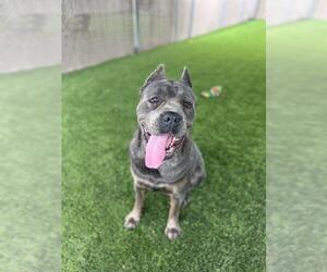 Mutt Dogs for adoption in Chula Vista, CA, USA