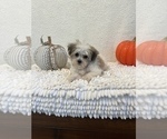 Small Photo #2 Havanese Puppy For Sale in MARTINSVILLE, IN, USA