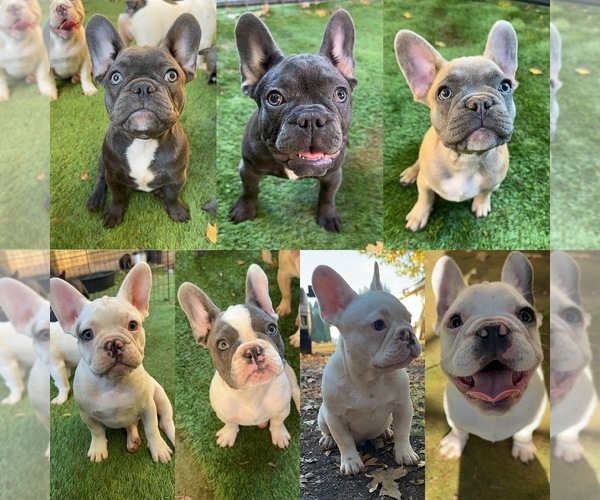 View Ad French Bulldog Litter of Puppies for Sale near Oregon, GRANTS