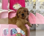 Small Photo #4 Golden Retriever Puppy For Sale in AMITY, AR, USA