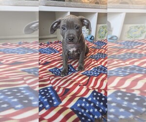 American Bully Puppy for sale in GROVETOWN, GA, USA