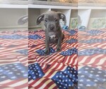 Small American Bully