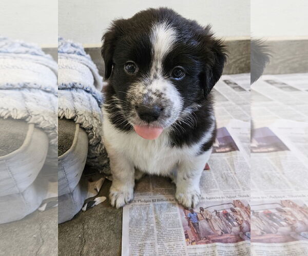 Medium Photo #1 Border Collie-Unknown Mix Puppy For Sale in Agoura Hills, CA, USA