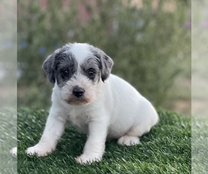 Poodle (Toy)-Schnauzer (Miniature) Mix Puppy for sale in EL CAMPO, TX, USA
